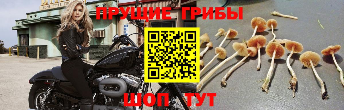 Галлюциногенные грибы Magic Shrooms Алексин
